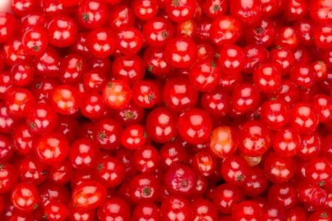 Redcurrant background Stock Photos