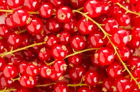 Redcurrant background Stock Photos