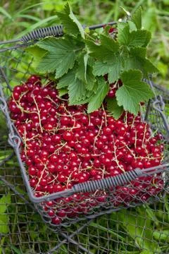 Redcurrant in basket Foto stock