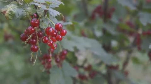 Redcurrant berries Stock Footage 11216330
