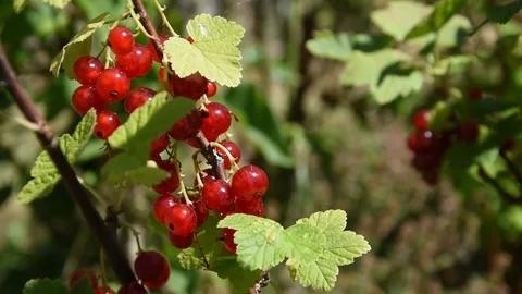 Redcurrant berries Stock Footage 76967852