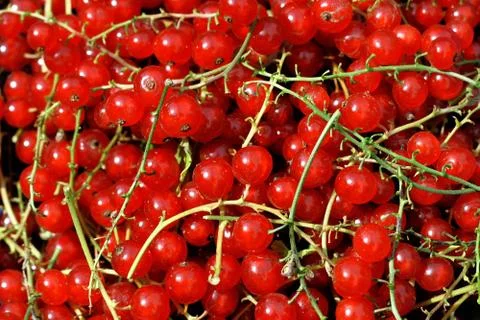 Redcurrant berries Stock Photos