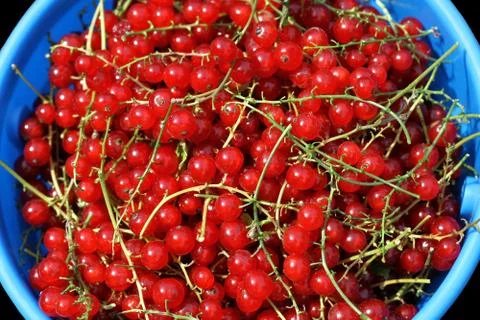 Redcurrant berries Stock Photos