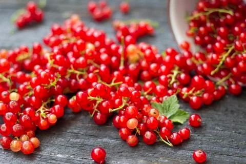 Redcurrant berries Stock Photos
