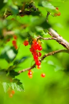 Redcurrant bunch Stock Photos