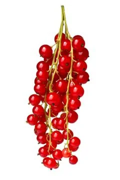 Redcurrant bunch (Ribes Rubrum), paths Stock Photos