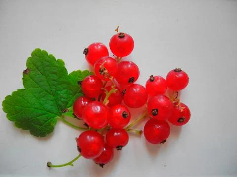 Redcurrant bunch Ribes rubrum Stock Photos