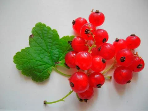 Redcurrant bunch Ribes rubrum Stock Photos