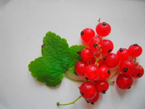 Redcurrant bunch Ribes rubrum Foto stock