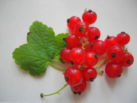 Redcurrant bunch Ribes rubrum Stock Photos
