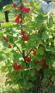 Redcurrant Bush with Ripe Berries Stock Photos