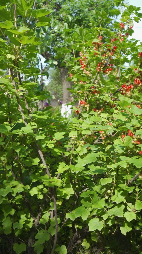 A redcurrant bush with ripe berries is ripening in the garden. Stockbeeldmateriaal 346302553