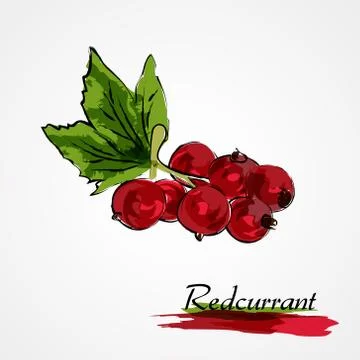 Redcurrant fruit Stock Illustration