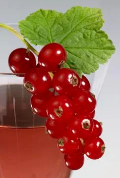 Redcurrant on glass Stock Photos