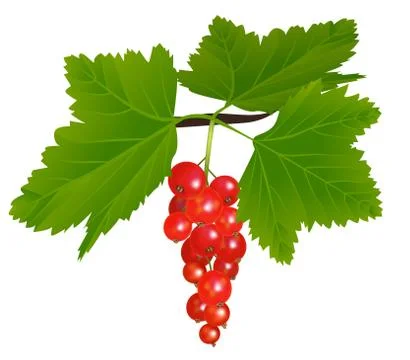 Redcurrant Stock Illustration