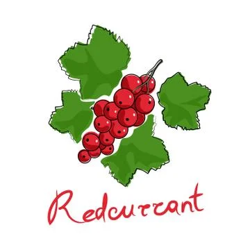 Redcurrant isolated on white background 스톡 일러스트