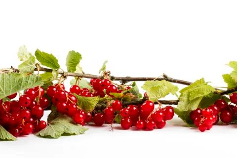 Redcurrant with leafs Stock Photos