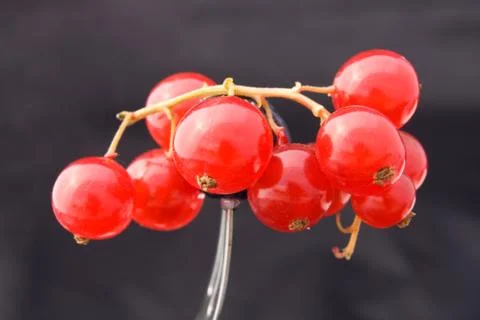 Redcurrant Фото