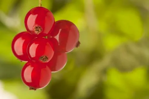 Redcurrant Stock Photos