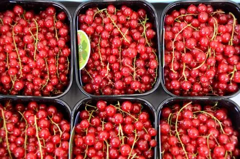 Redcurrant 库存照片