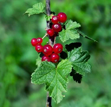 Redcurrant Stock Photos