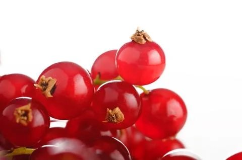 Redcurrant Stock Photos
