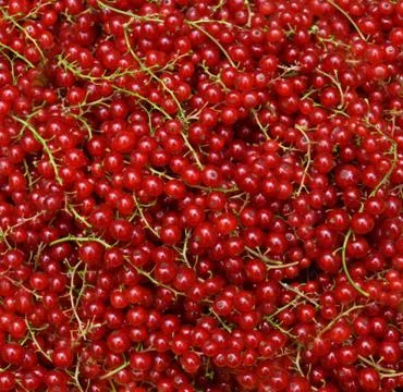 Redcurrant Stock Photos