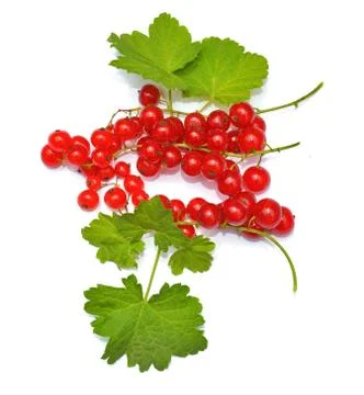 Redcurrant Stock Photos