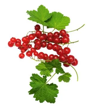 Redcurrant Stock Photos