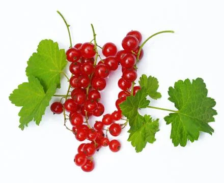 Redcurrant Stock Photos