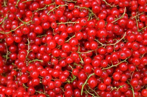 Redcurrant Stock Photos