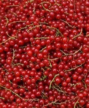 Redcurrant Stock Photos