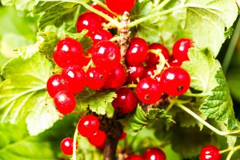 Redcurrant Stock Photos