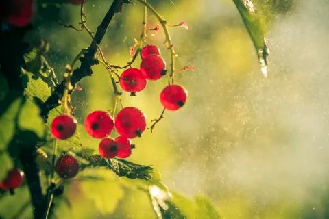 Redcurrant Stock Photos
