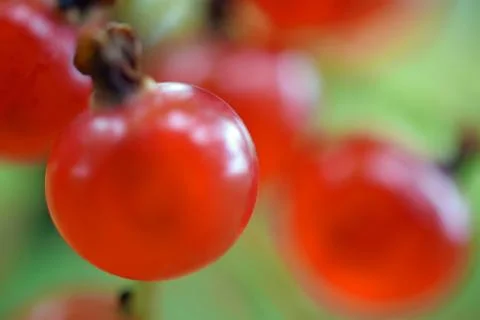 Redcurrant Stock Photos