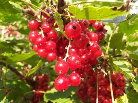 Redcurrant Foto stock