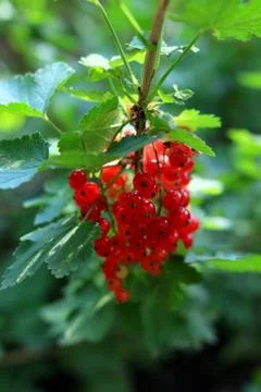 Redcurrant Stock Photos