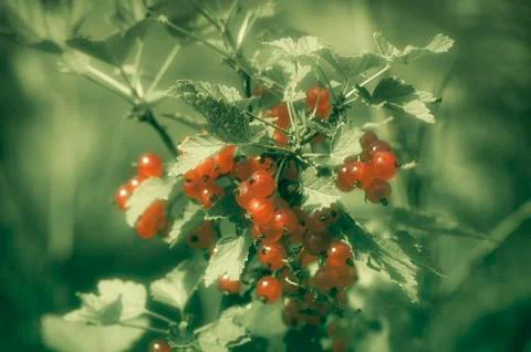 Redcurrant Stock Photos
