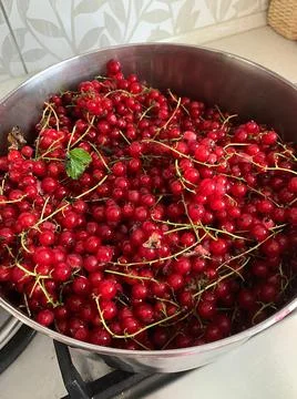Redcurrant Stock Photos