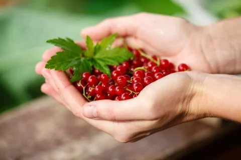 Redcurrant picking Stock Photos
