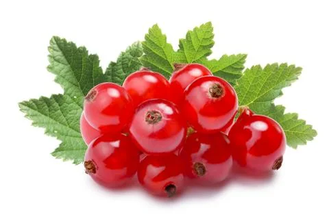 Redcurrant pile (Ribes Rubrum), paths Fotos Stock