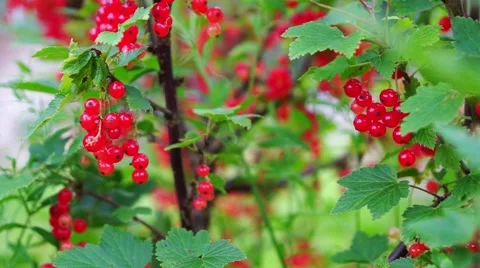 Redcurrant (Red Currant, Ribes rubrum) berries closeup Stock Footage 44877848