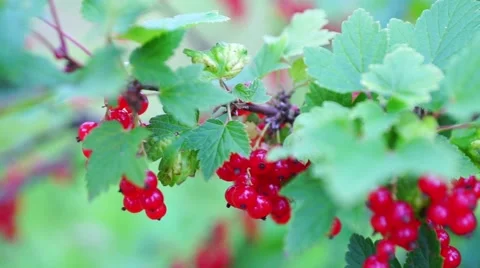 Redcurrant (Red Currant, Ribes rubrum) berries closeup Stock Footage 45454207
