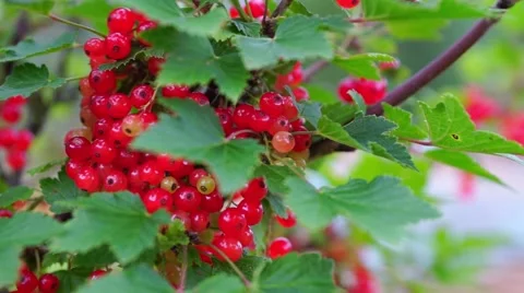 Redcurrant (Red Currant, Ribes rubrum) berries closeup Stock Footage 55066948
