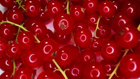 Redcurrant Red Currant Texture Closeup Video Seamless Looping Stock Footage 140134267