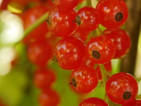 Redcurrant red currants Stock Photos