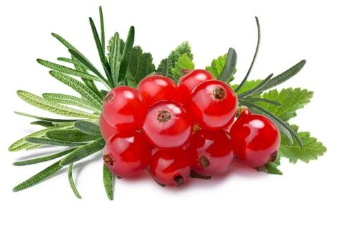 Redcurrant with rosemary, paths Stock Photos