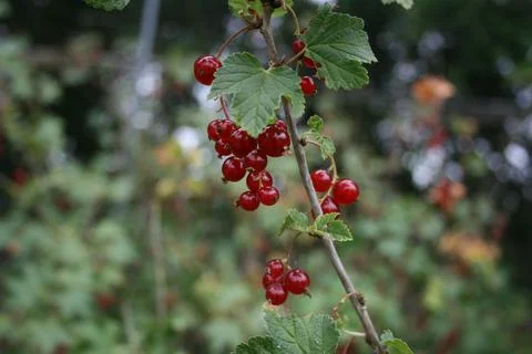 Redcurrantberries Stock Photos