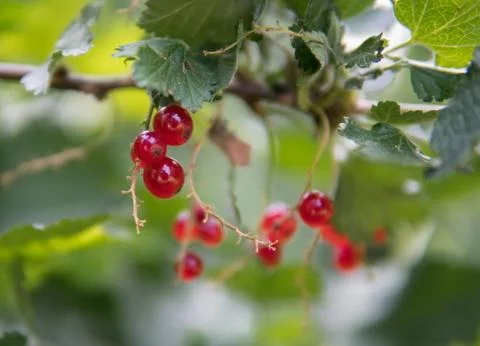Redcurrants on a bush Stock Photos