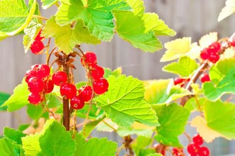 Redcurrants Stock Photos